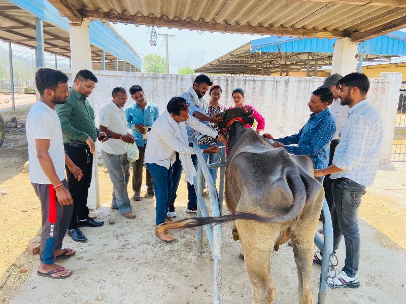 पशुपालक अपने पशुओं को मुंहखुरी रोग एवं पीपीआर रोग का टीका अवश्य लगवाऐं