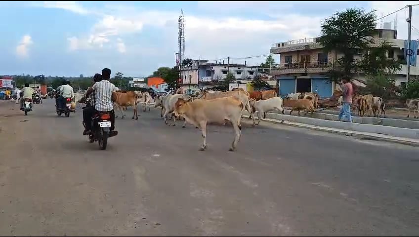 निराश्रित गोवंशों  को गौशालाओं में पहुंचाया जा रहा है