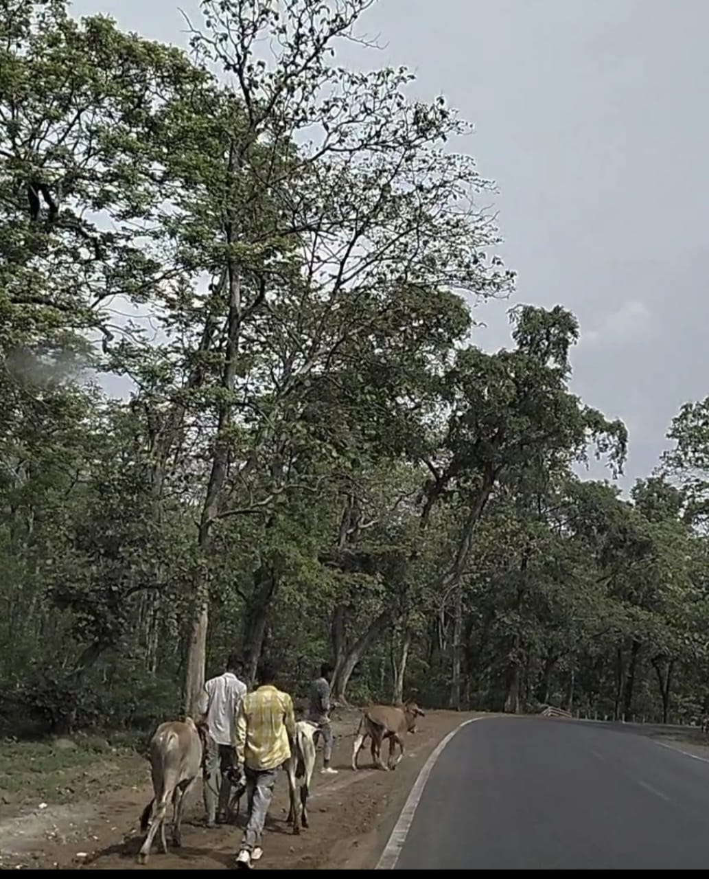 आवारा मवेशी कों मुख्य मार्गो से हटाने का अभियान 