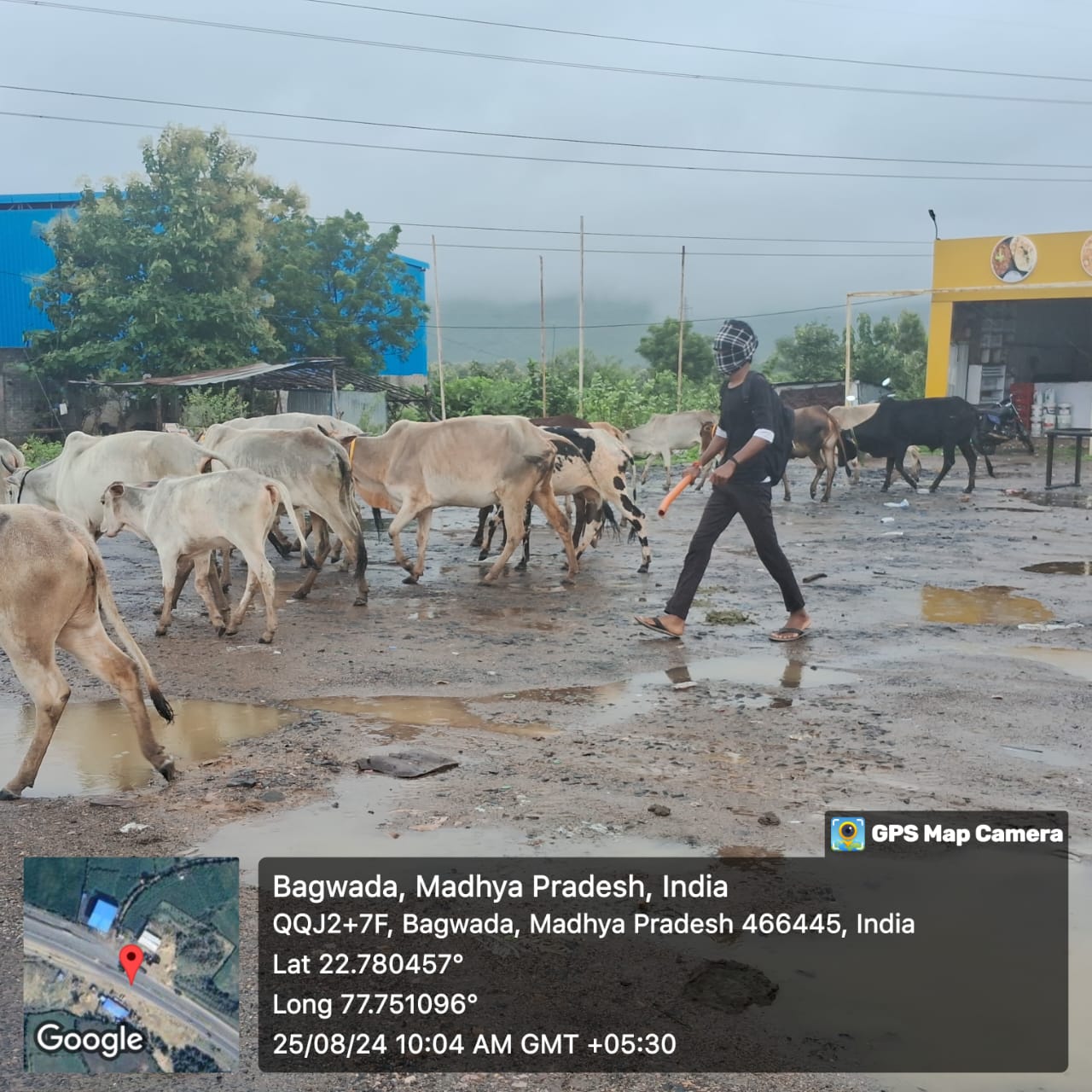 राष्ट्रीय राजमार्ग से गौशालाओं एवं अन्‍य स्‍थानों पर स्थानांतरित किए जा रहे निराश्रित गौवंश